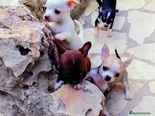 Chihuahua perros Chihuahua mini. ((disponible entrega inmediata))) en Alicante - Anuncio 35