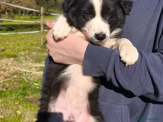 Border Collie perros Últimos dos cacharros machos de la camada - Anuncio 1