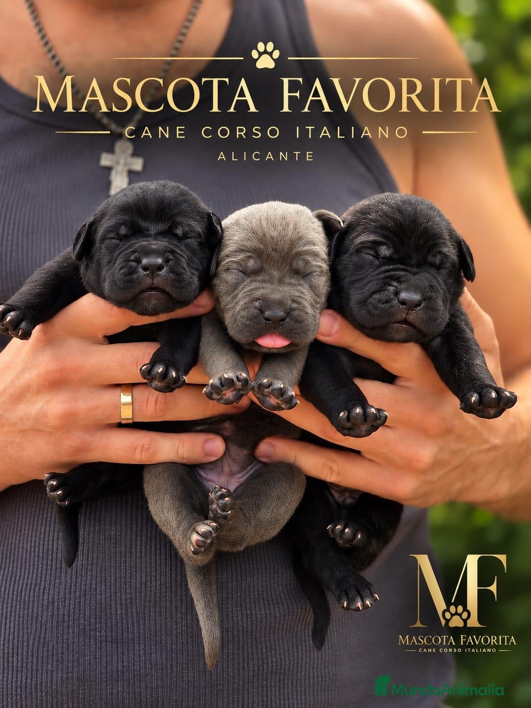 Cane Corso perros Cachorros Cane Corso – negros, grises y atigrados - Anuncio 25