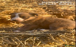 Border Collie perros en venta: BORDER COLLIE Sable Merle - Imagen 32