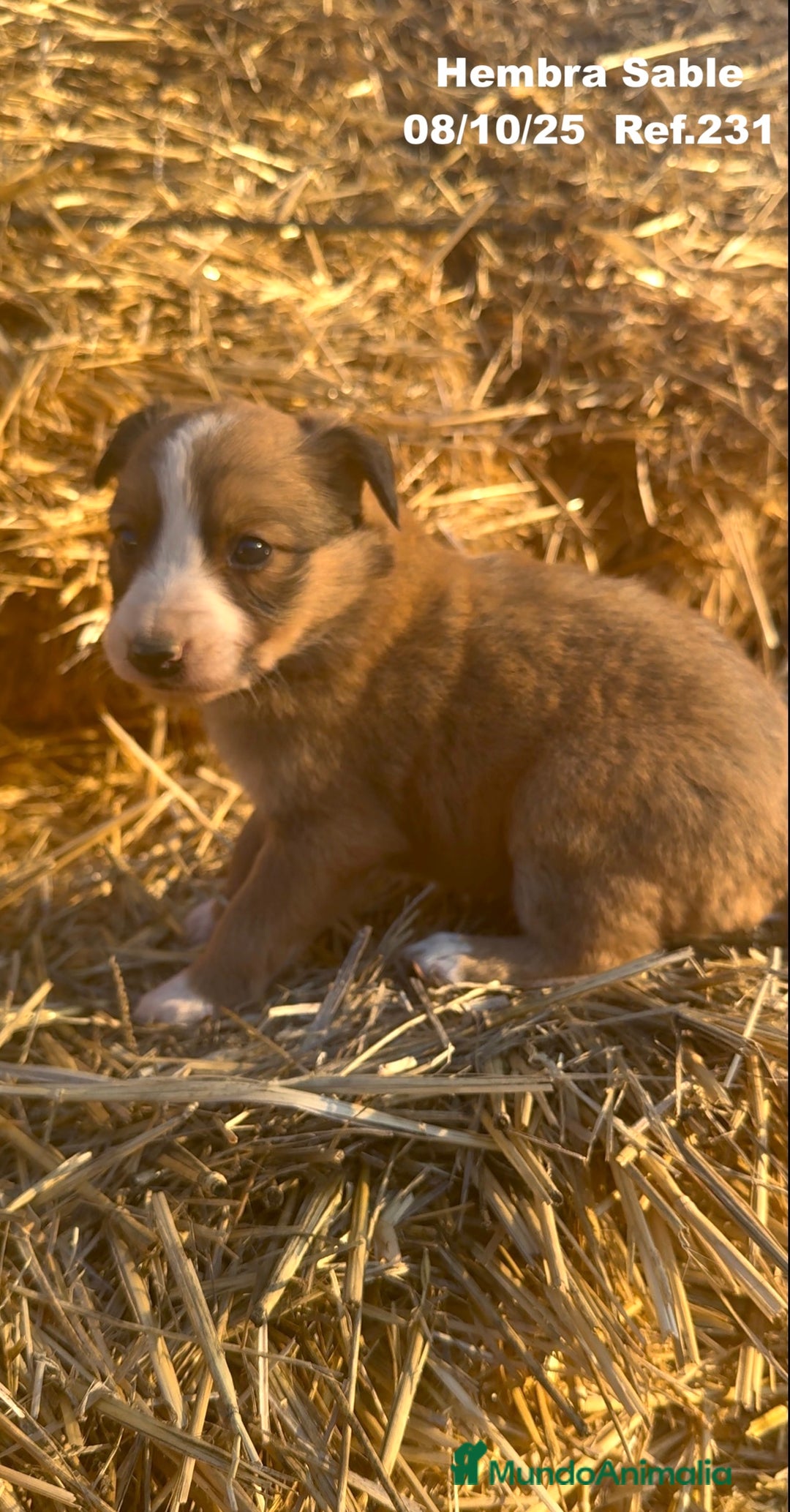 Border Collie perros en venta: BORDER COLLIE Sable Merle - Imagen 32