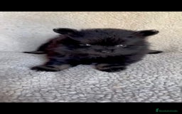 Pomerania perros en venta: Hembra pomerania toys  - Imagen 2