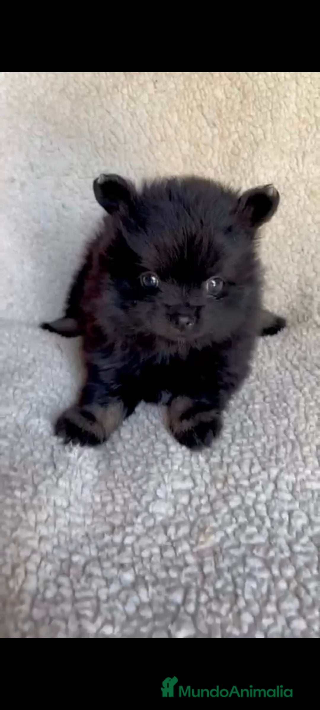 Pomerania perros en venta: Hembra pomerania toys  - Imagen 2
