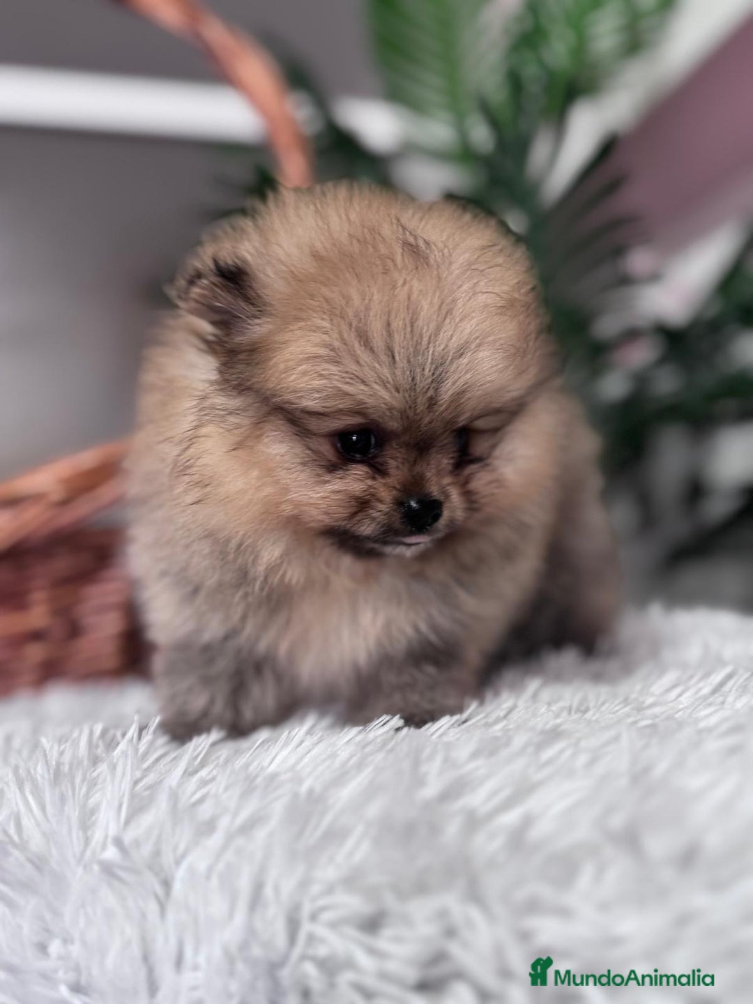 Pomerania perros en venta: POMERANIA CARITA DE OSITO - Anuncio 6