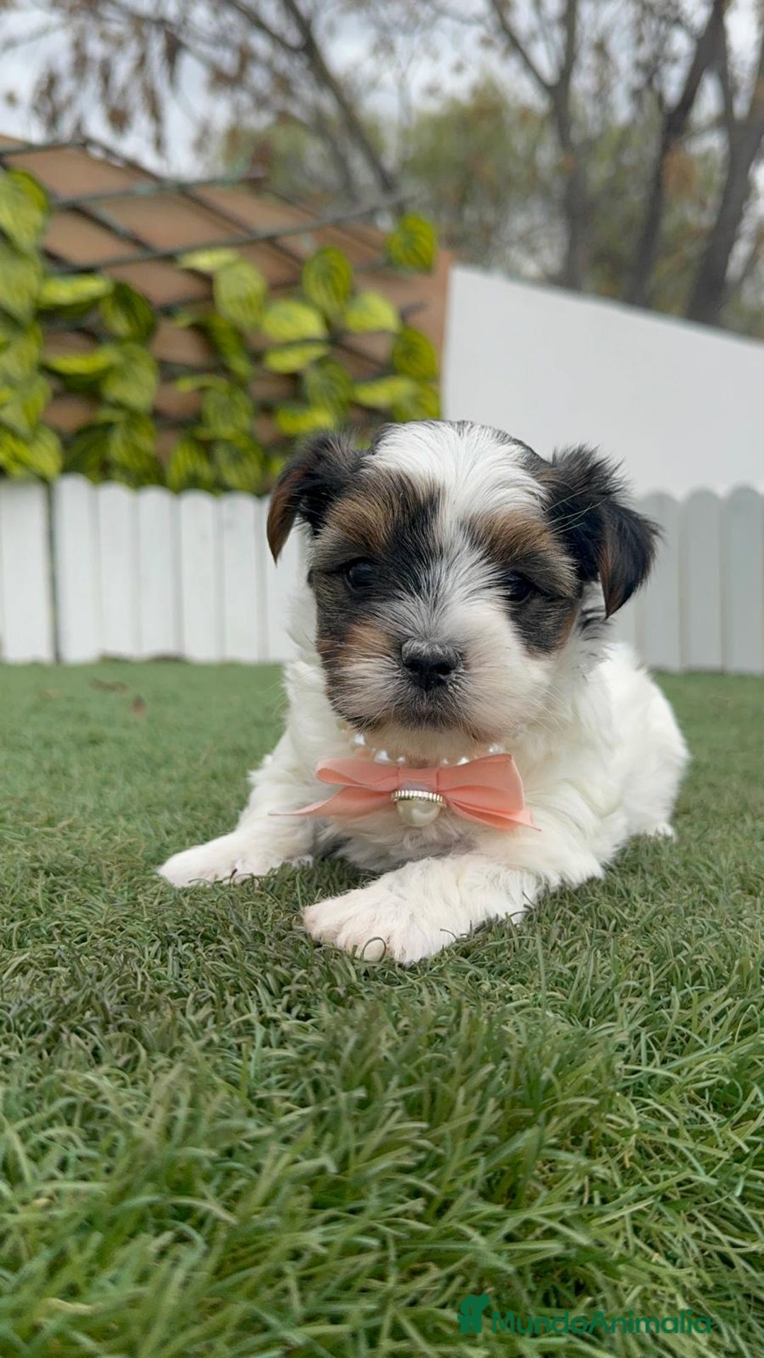 Yorkshire Terrier perros en venta: YORSKHIRE BIEWER HEMBRA - Anuncio 6
