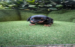 Teckel Miniatura perros en venta: teckel canichen  negro fuego  - Imagen 5
