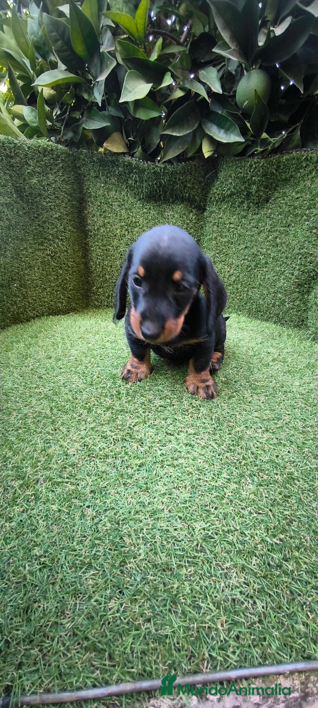 Teckel Miniatura perros en venta: teckel canichen  negro fuego  - Imagen 5