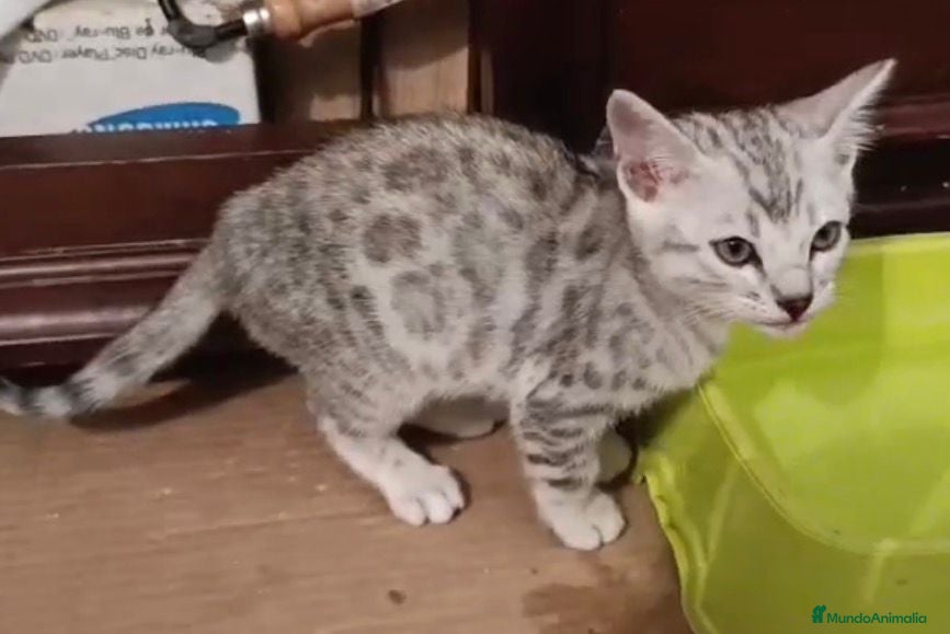 Bengalí gatos Macho de bengalí snow - Anuncio 2