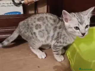 Bengalí gatos Macho de bengalí snow - Anuncio 2