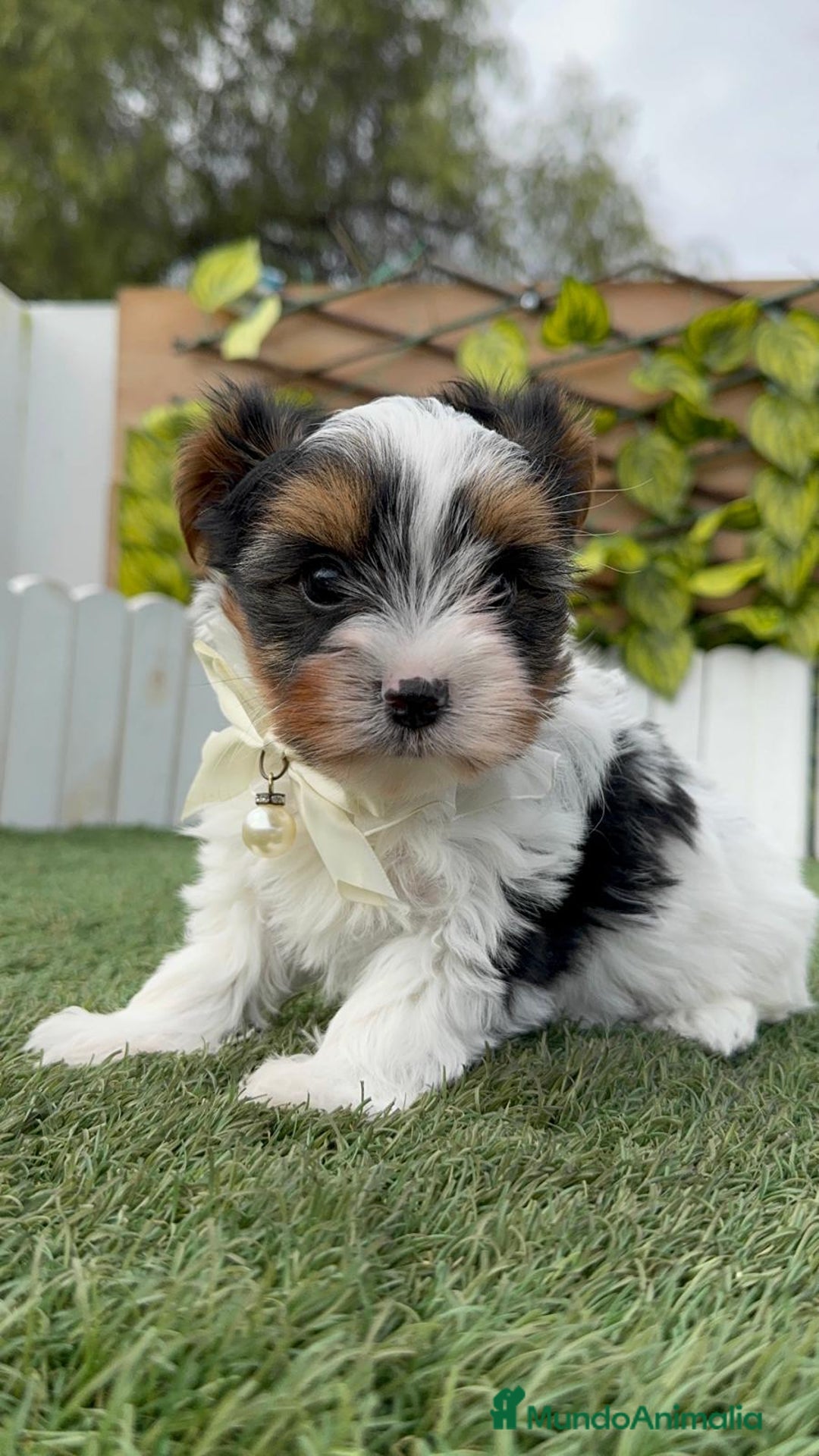 Yorkshire Terrier perros en venta: YORKSHIRE BIEWER - Anuncio 10