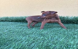 Pinscher Miniatura perros en venta: macho y hembra pinscher miniatura o mini pinscher - Imagen 26
