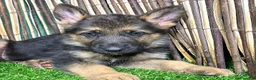 Pastor Alemán perros en venta: PASTOR ALENÁN - Anuncio 5