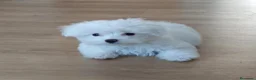 Bichón Maltés perros en venta: Bichón maltés  - Anuncio 6