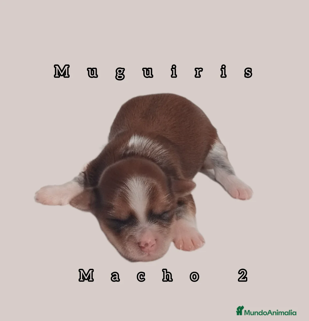 Bichón Habanero perros en venta: Muguiris Macho 2 - Anuncio 2