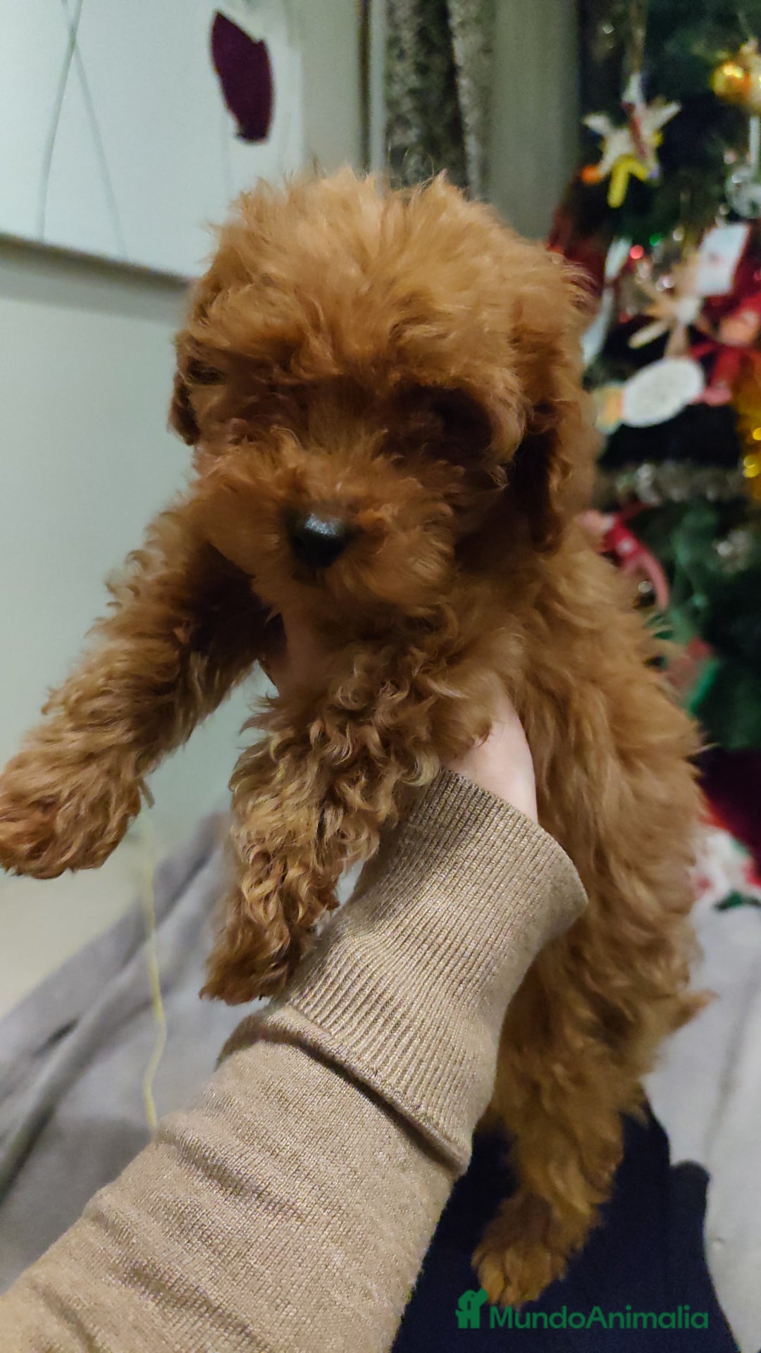 Caniche Toy perros en venta: Machos para entregar toy rojo - Anuncio 2