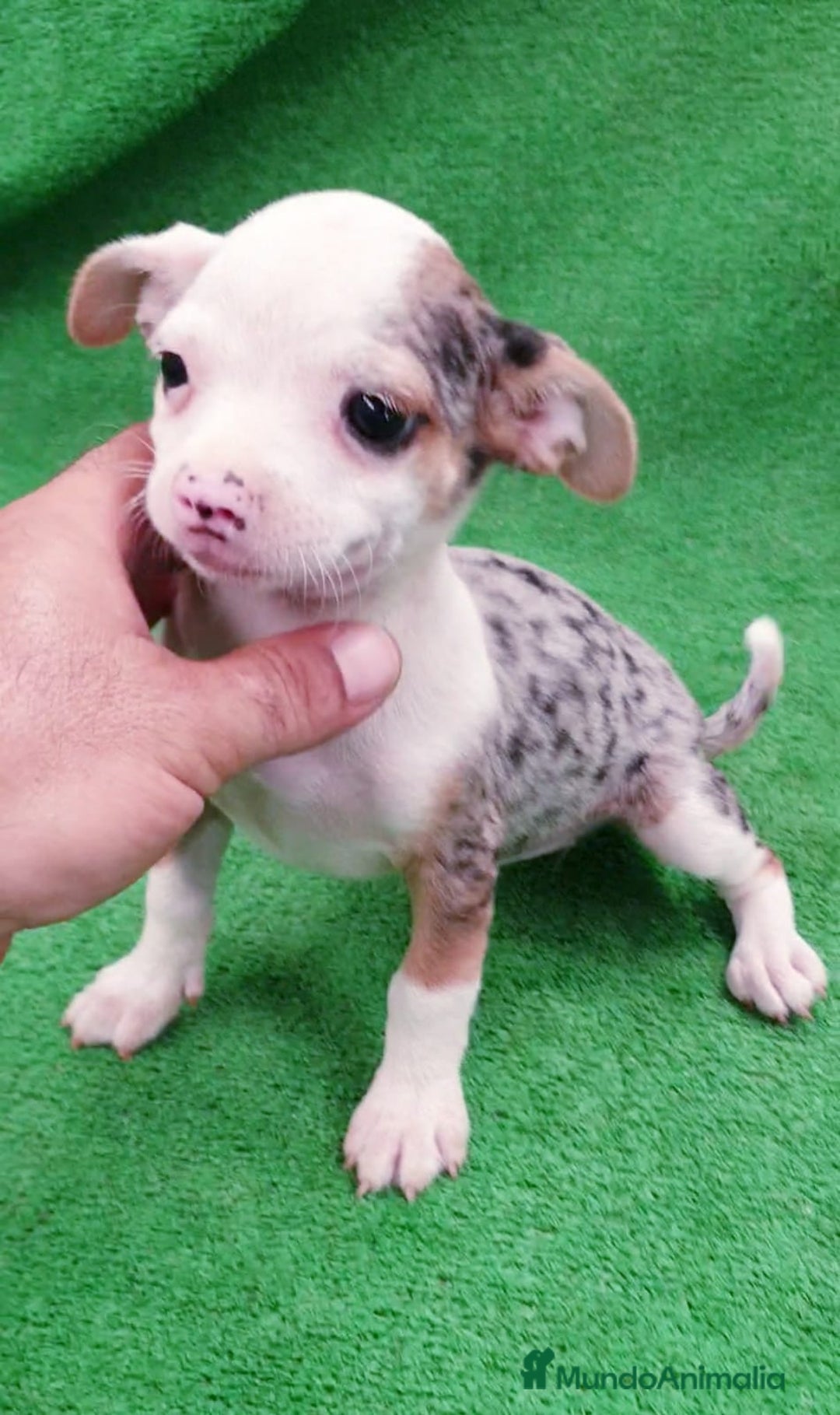 Chihuahua perros en venta: Chihuahua  - Imagen 2
