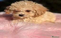 Caniche Toy perros en venta: Caniche Toy Apricot  - Anuncio 4