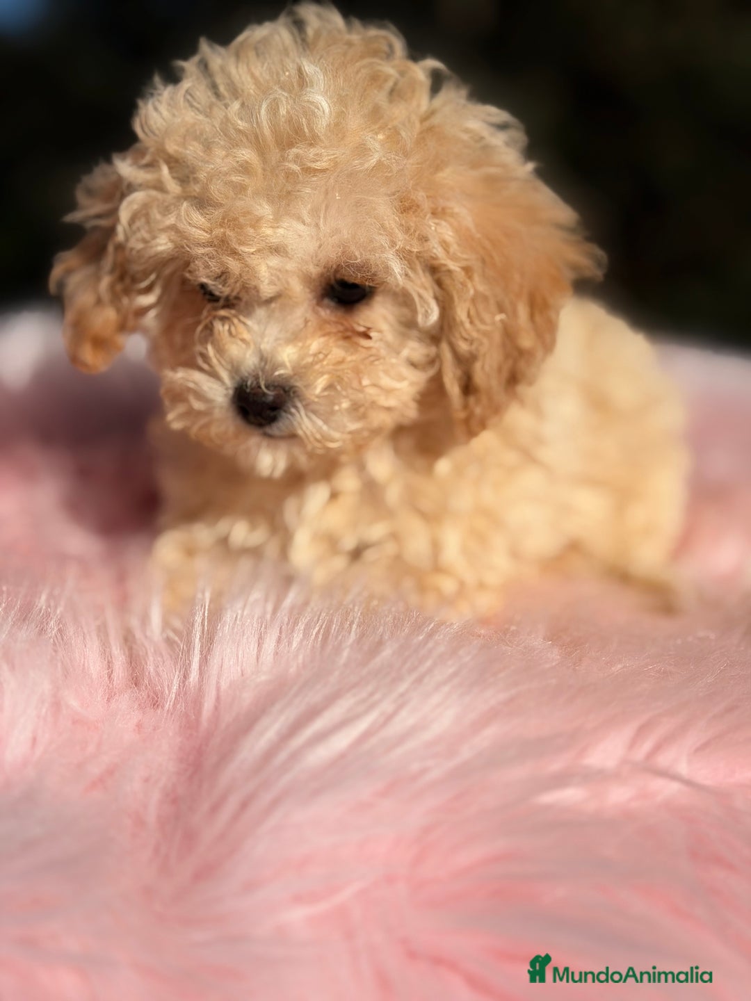 Caniche Toy perros en venta: Caniche Toy Apricot  - Anuncio 4