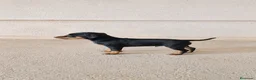Pinscher Miniatura perros en venta: Mini Pinscher cachorros - Anuncio 3