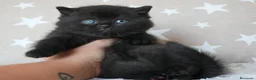 Británico de Pelo Corto gatos en venta: Gatitos British Shorthair negros con pedigree  - Anuncio 7