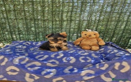 Yorkshire Terrier perros en venta: Yorkshire - Imagen 6
