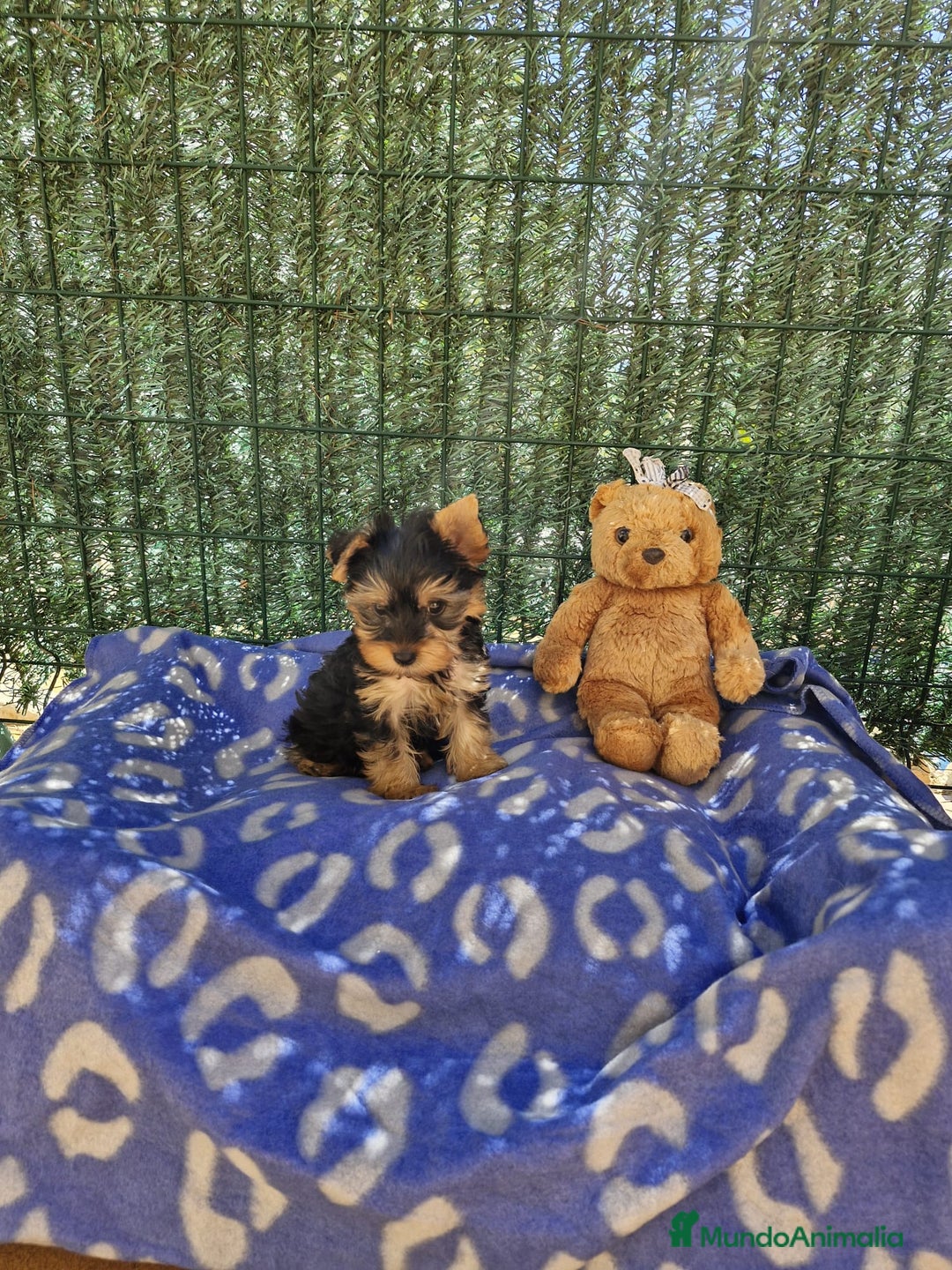 Yorkshire Terrier perros en venta: Yorkshire - Imagen 6