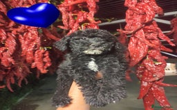 Perro de Agua Español perros en venta: Preciosos cachorros Perros De Agua - Imagen 1