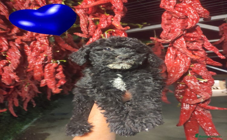 Perro de Agua Español perros - Anuncio 1