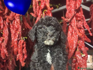 Perro de Agua Español perros - Anuncio 4