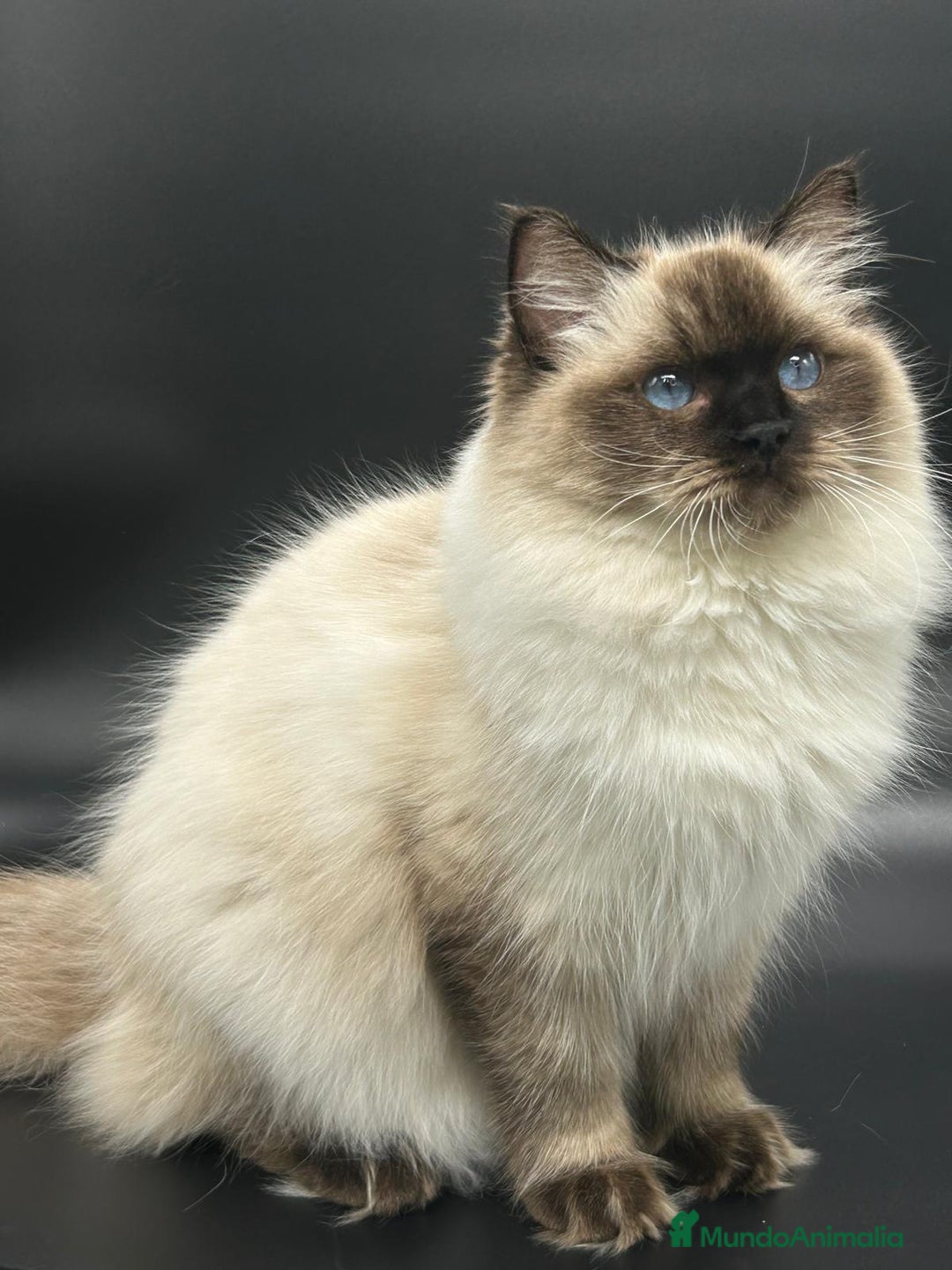 Ragdoll gatos en venta: Gatito Ragdoll Seal Mitted - Anuncio 2