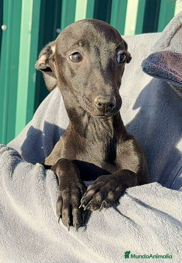 Pequeño Lebrel Italiano perros Pequeño lebrel italiano - Anuncio 2