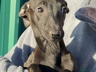 Pequeño Lebrel Italiano perros Pequeño lebrel italiano - Anuncio 2