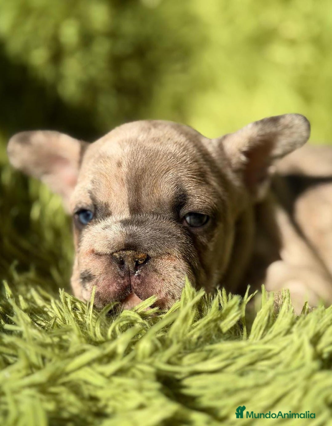 Bulldog Francés perros en venta: BULLDOG EXÓTICA BIG ROPE - Anuncio 4