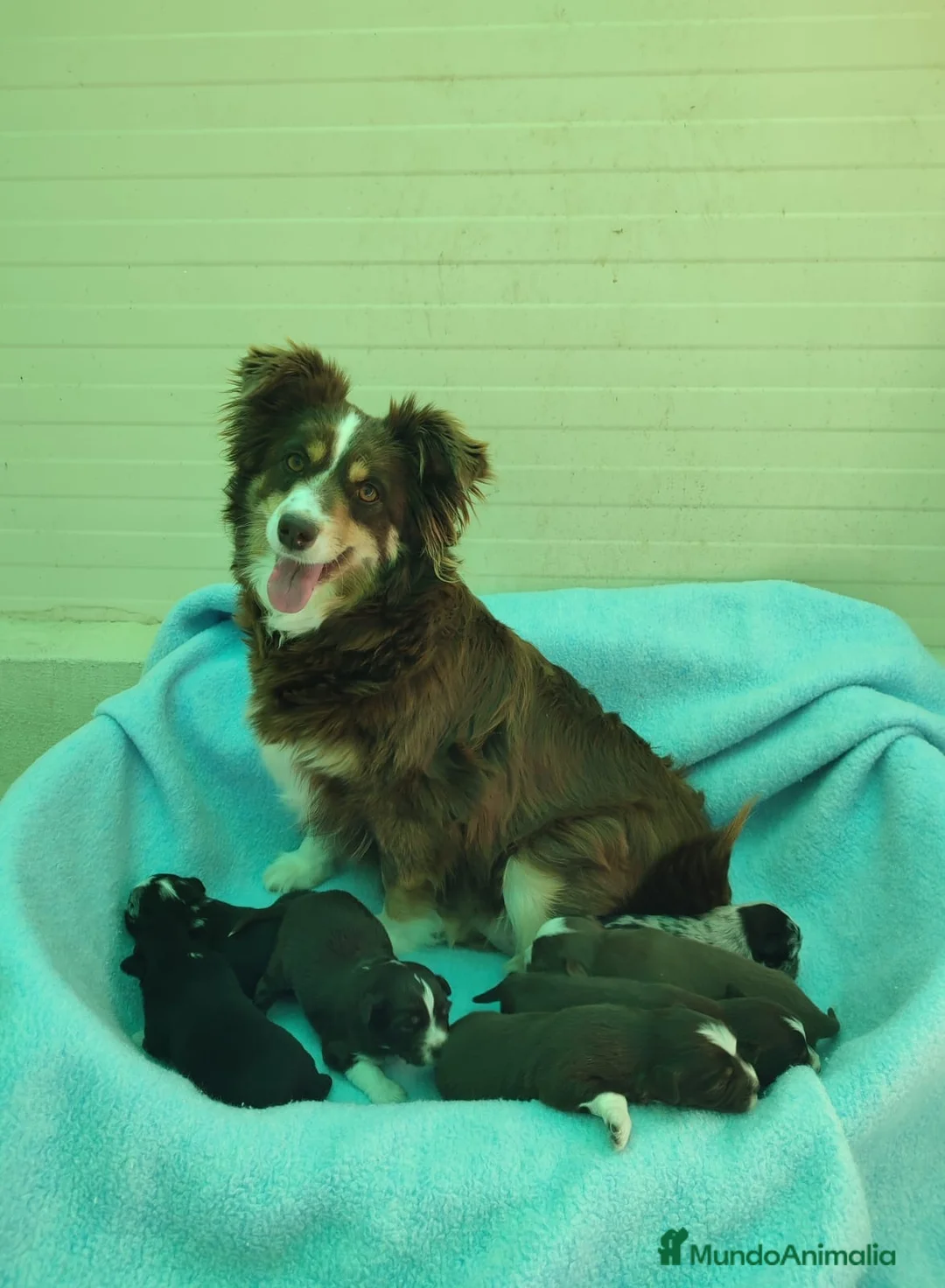 Pastor Miniatura Americano perros en venta: PASTOR AMERICANO MINIATURA  - Anuncio 2