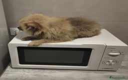 Pomerania perros en venta: Pomerania  - Anuncio 2