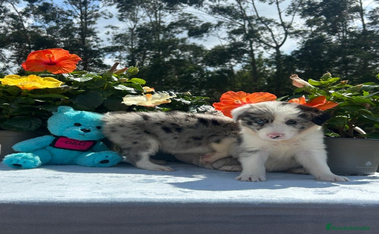 Border Collie perros - Propaganda 7