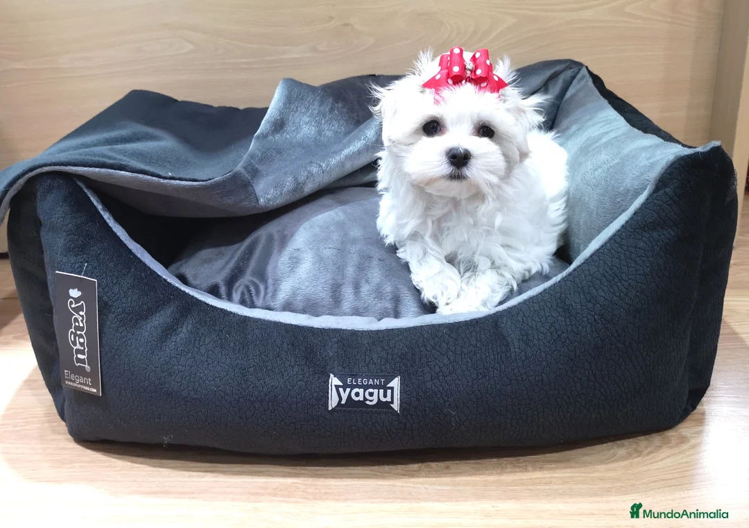 Bichón Maltés perros en venta: Bichón Maltés - Anuncio 8