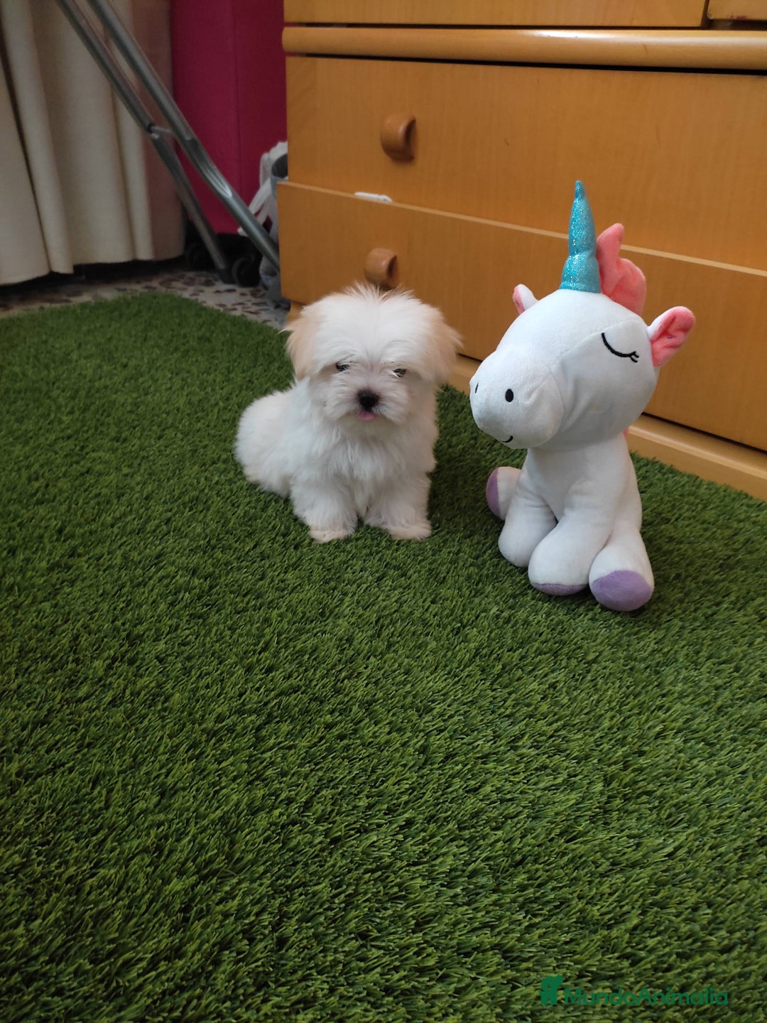 Bichón Maltés perros en venta: PRECIOSO MACHO  - Anuncio 1