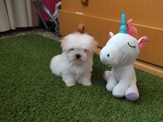 Bichón Maltés perros PRECIOSO MACHO - Anuncio 2