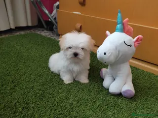 Bichón Maltés perros PRECIOSO MACHO - Anuncio 24