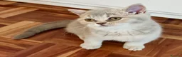 Británico de Pelo Corto gatos en venta: CAMADA DE GATO/AS BRITISH SHORTAIR - Anuncio 9