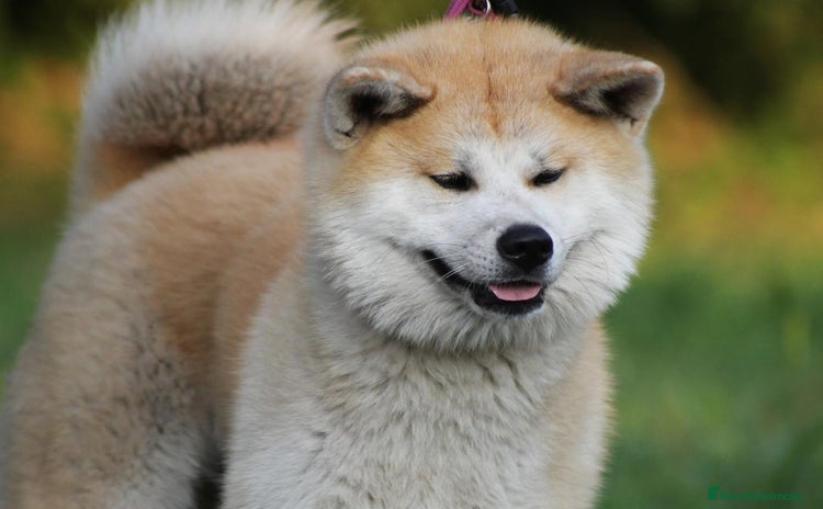 Akita Inu perros - Anuncio 1