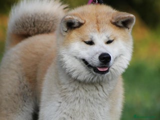 Akita Inu perros - Anuncio 16