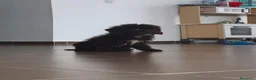 Perro de Agua Español perros en venta: CACHORRO PDA CHOCOLATE  en Zaragoza - Anuncio 6
