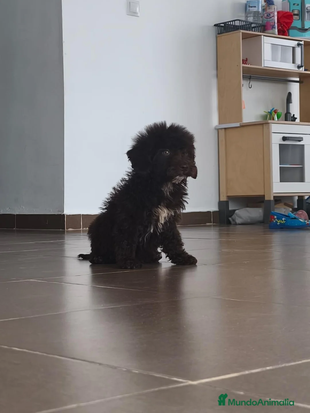 Perro de Agua Español perros en venta: CACHORRO PDA CHOCOLATE  en Zaragoza - Anuncio 6