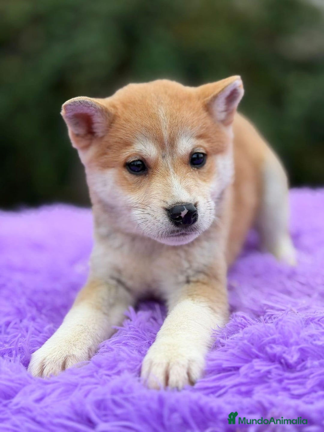 Labrador Retriever perros en venta: SHIBA INU ROJOS DISPONIBLES - Anuncio 2