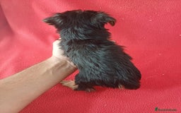 Yorkshire Terrier perros en venta: Yorkshire Terrier Mini  - Imagen 2