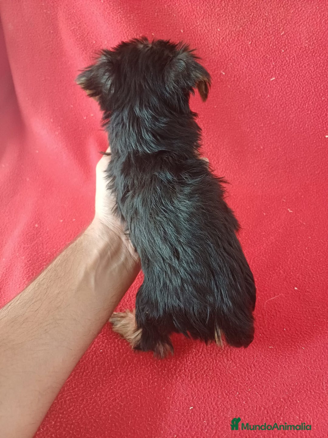 Yorkshire Terrier perros en venta: Yorkshire Terrier Mini  - Imagen 2