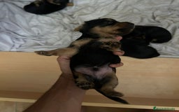 Yorkshire Terrier perros en venta: Camada de Yorkshire - Imagen 6