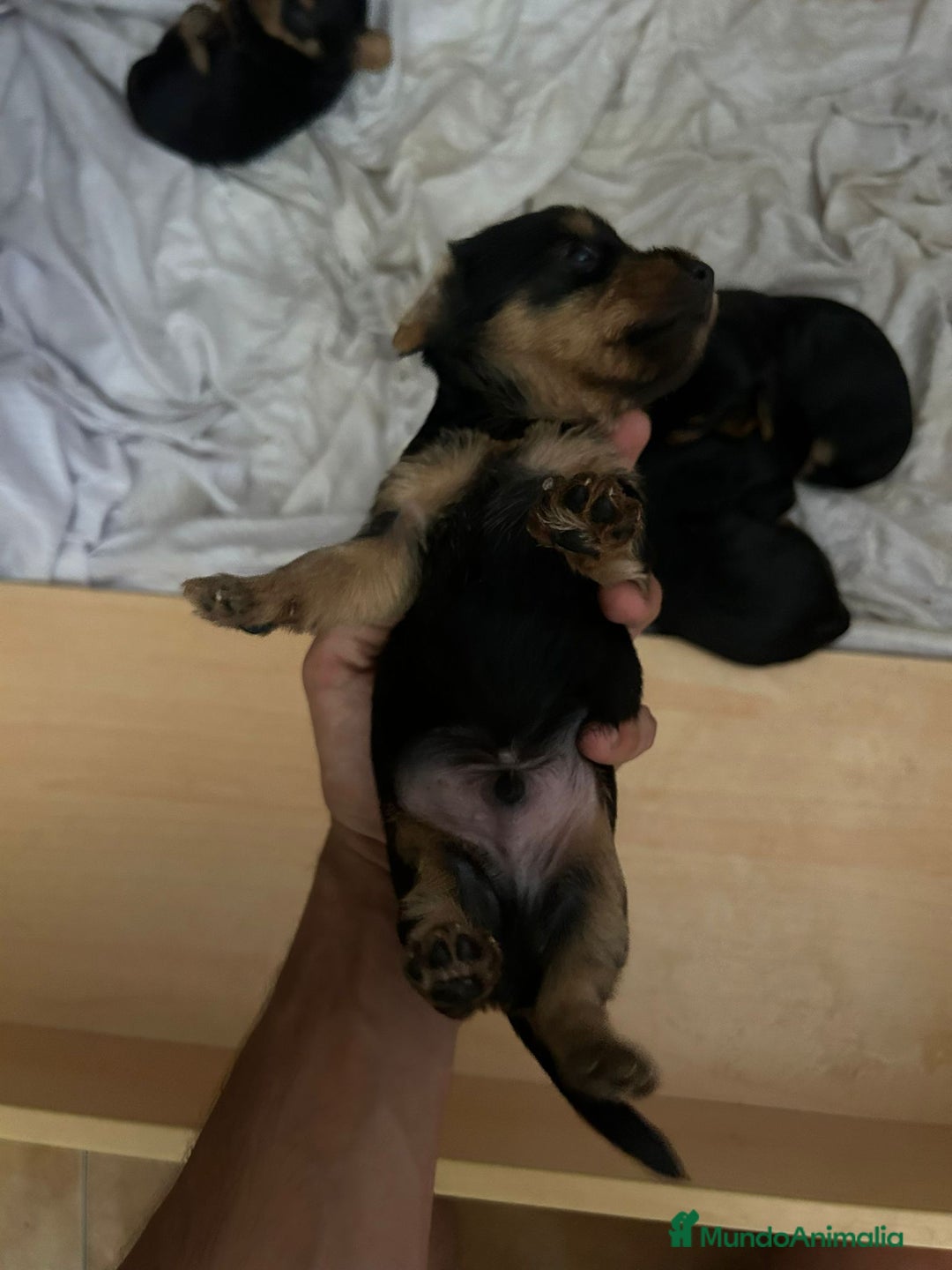 Yorkshire Terrier perros en venta: Camada de Yorkshire - Imagen 6